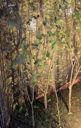 Diorama d’habitat forestier